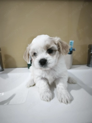 Bichon maltez puiut - imagine 4