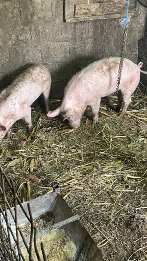 vand soldani - imagine 5