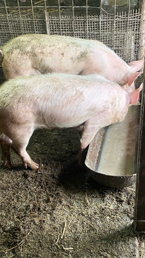 vand soldani - imagine 3