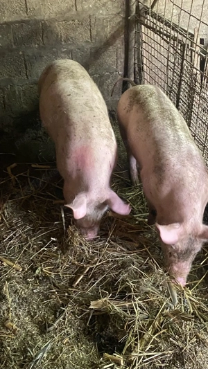 vand soldani - imagine 2