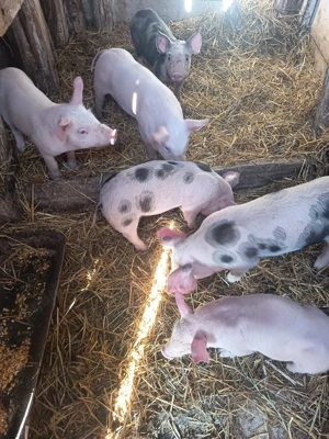 vând purcei  - imagine 5