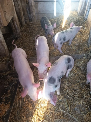 vând purcei  - imagine 3