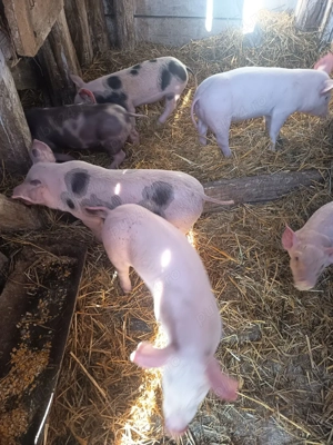 vând purcei  - imagine 4