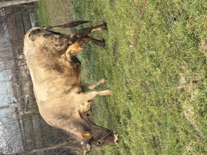 Vaca de vânzare  - imagine 5