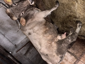 Vaca de vânzare  - imagine 2