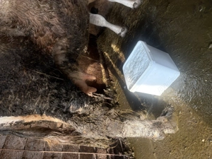 Vaca de vânzare  - imagine 4