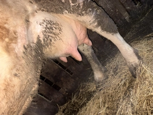 Vaca de vânzare  - imagine 3