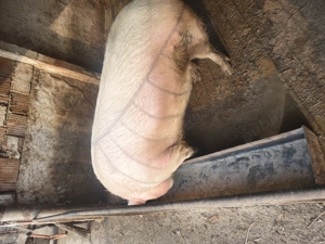 Vând porc scroafa 250kg - imagine 3