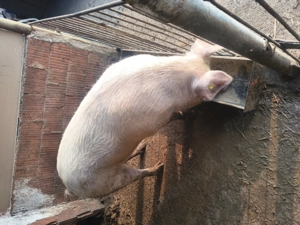 Vând porc scroafa 250kg