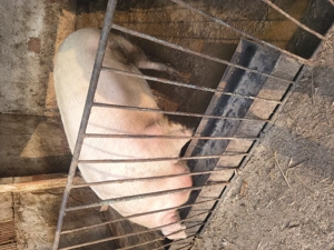 Vând porc scroafa 250kg - imagine 2