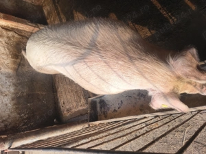 Vând porc scroafa 250kg - imagine 4