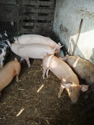 vand purcei  - imagine 4