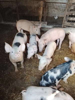 vand purcei  - imagine 3