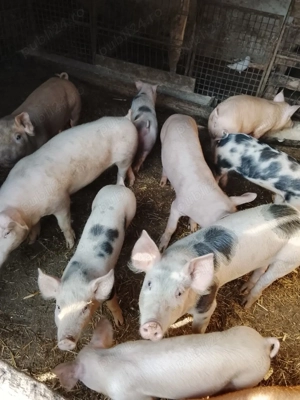 vand purcei  - imagine 2