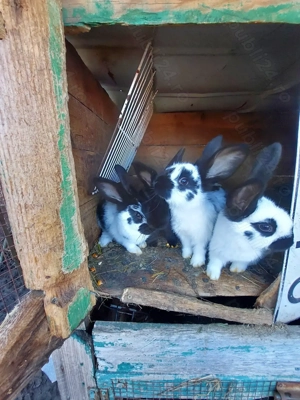 Iepurași fluture german  - imagine 2