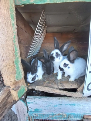 Iepurași fluture german 