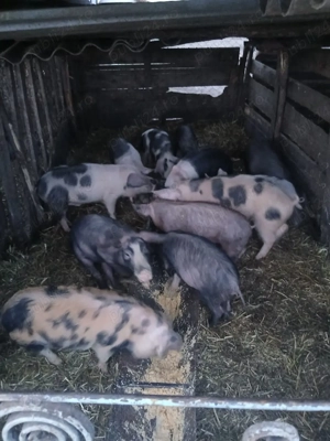 De Vânzare 12 soldani 30 35 kg unul 