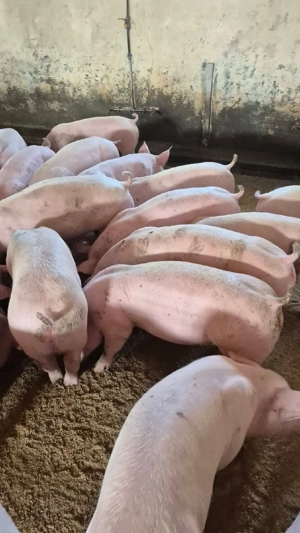 600 lei buc 28,30,33 kg 