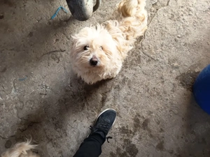 bison maltez rasă pură 