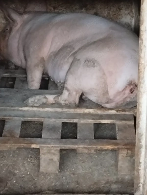 scrofita de vânzare  - imagine 2