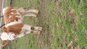 Vițea balțata de vânzare 