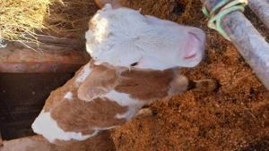 Vițea balțata de vânzare  - imagine 2