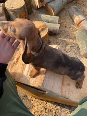 catel teckel arlequin - imagine 2