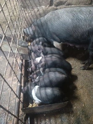 vand purcei - imagine 4