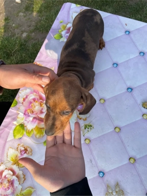 catel teckel arlequin - imagine 3