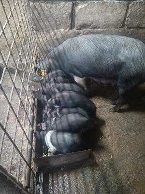 vand purcei - imagine 3