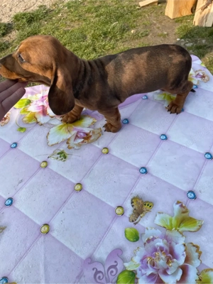 catel teckel arlequin - imagine 4