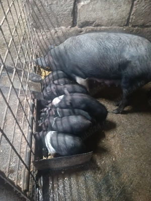 vand purcei - imagine 2