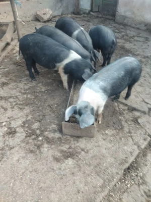 porci si purcei de vanzare - imagine 4