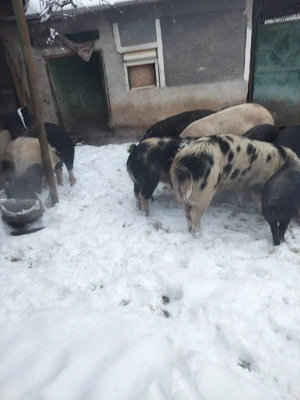 porci si purcei de vanzare - imagine 2