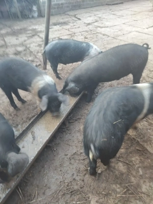 porci si purcei de vanzare - imagine 3