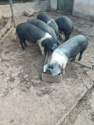 porci si purcei de vanzare - imagine 5