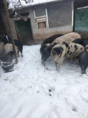 porci si purcei de vanzare