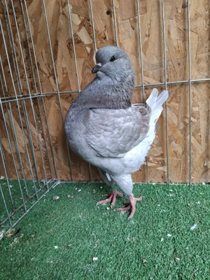 porumbei king - imagine 2