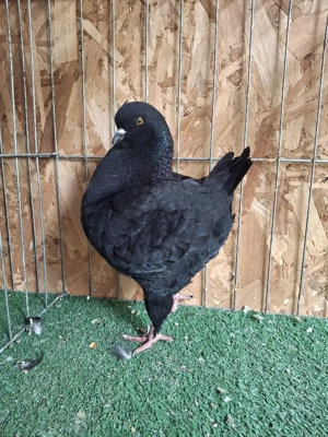 porumbei king - imagine 4