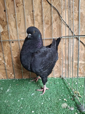 porumbei king - imagine 5