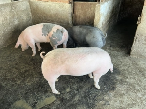 Porci de vânzare ( cu posibilitatea de tăiat și făcut mezeluri )