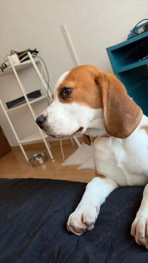 Cățelușa Beagle jucăușă 