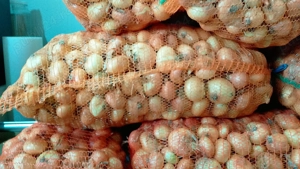 De vanzare ceapa alba 3000 kg