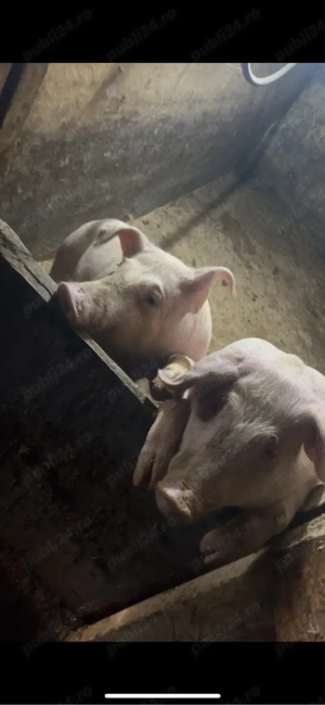 Vând porci 9 Lei  - imagine 2