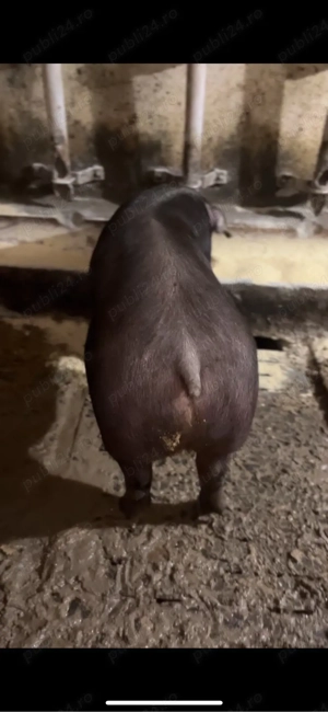 Vând porci 9 Lei  - imagine 3