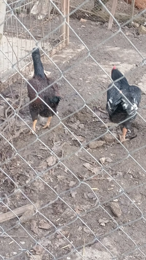 găini combatant indian - imagine 4