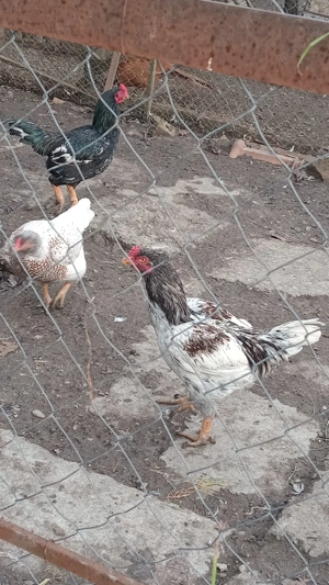 găini combatant indian - imagine 3