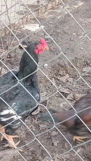 găini combatant indian - imagine 2