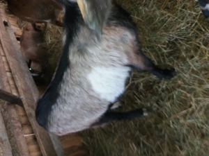 Iezi tapi 7 luni - imagine 5