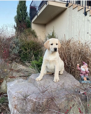 Labrador cu pedigree urgent 